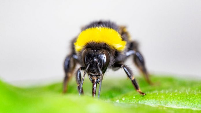 Report: Bumblebees speed up flowering