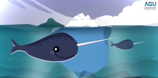 Report: Rarely heard narwhal vocalizations Report: Rarely heard narwhal vocalizations