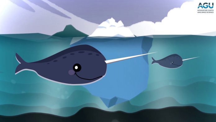 Report: Rarely heard narwhal vocalizations