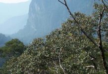 Report: Tropical forests can handle the heat, up to a point Report: Tropical forests can handle the heat, up to a point