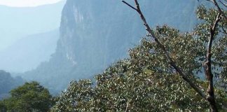 Report: Tropical forests can handle the heat, up to a point Report: Tropical forests can handle the heat, up to a point