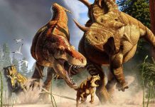 Research suggests T. rex’s legs were made for walkin’ – not running Research suggests T. rex's legs were made for walkin' – not running