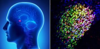 Researchers find brain center that ‘profoundly’ shuts down pain Researchers find brain center that 'profoundly' shuts down pain