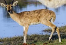 Study: Migration patterns reveal an ‘Eden’ for ancient humans and animals Study: Migration patterns reveal an 'Eden' for ancient humans and animals