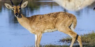 Study: Migration patterns reveal an ‘Eden’ for ancient humans and animals Study: Migration patterns reveal an 'Eden' for ancient humans and animals
