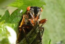 Study: What’s that noise? The 17-year cicadas are back Study: What’s that noise? The 17-year cicadas are back