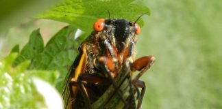 Study: What’s that noise? The 17-year cicadas are back Study: What’s that noise? The 17-year cicadas are back
