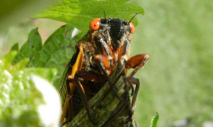 Study: What’s that noise? The 17-year cicadas are back