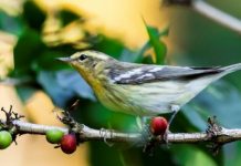 Saving the planet, one shade-grown cup at a time