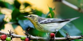 Saving the planet, one shade-grown cup at a time