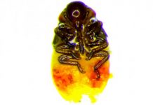 Two bacteria allow spittlebugs to thrive on low-nutrient meals