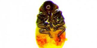 Two bacteria allow spittlebugs to thrive on low-nutrient meals