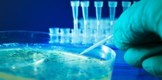 Researchers track how bacteria purge toxic metals (Study)