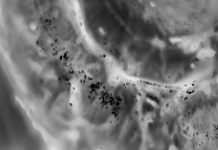 ‘Terminator’ protein halts cancer-causing cellular processes (Study)