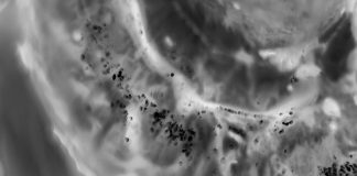 ‘Terminator’ protein halts cancer-causing cellular processes (Study)