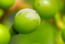 Robots armed with UV light fight grape mildew