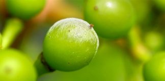 Robots armed with UV light fight grape mildew