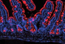 Typhoid’s relative may be key to curing disease