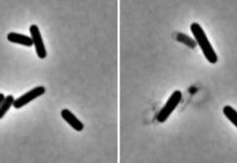 Bacterial enzyme structure opens door for new antibiotics