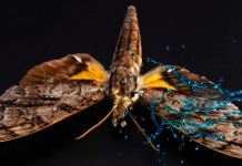 Armor on butterfly wings protects against heavy rain