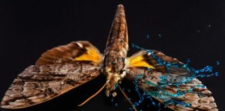 Armor on butterfly wings protects against heavy rain