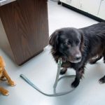 Expanding precision medicine’s potential for humans, dogs