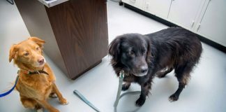 Expanding precision medicine’s potential for humans, dogs