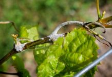 Grant to support research into grape downy mildew