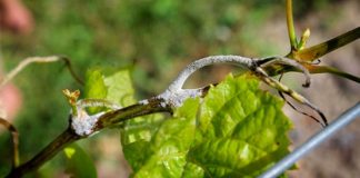 Grant to support research into grape downy mildew