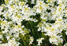 Study explores how multiple organs end up the same size