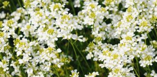 Study explores how multiple organs end up the same size