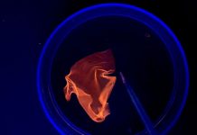 Evergreen idea turns biomass DNA into degradable materials (Study)