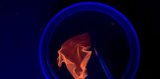 Evergreen idea turns biomass DNA into degradable materials (Study)