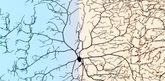 Neurons thrive even when malnourished