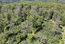 Climate extremes will cause forest changes (Study) Climate extremes will cause forest changes