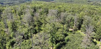 Climate extremes will cause forest changes (Study) Climate extremes will cause forest changes