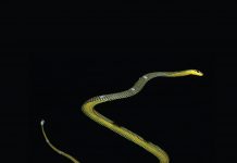 New 3D model shows how the paradise tree snake uses aerial undulation to fly (Study) New 3D model shows how the paradise tree snake uses aerial undulation to fly