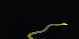 New 3D model shows how the paradise tree snake uses aerial undulation to fly (Study) New 3D model shows how the paradise tree snake uses aerial undulation to fly