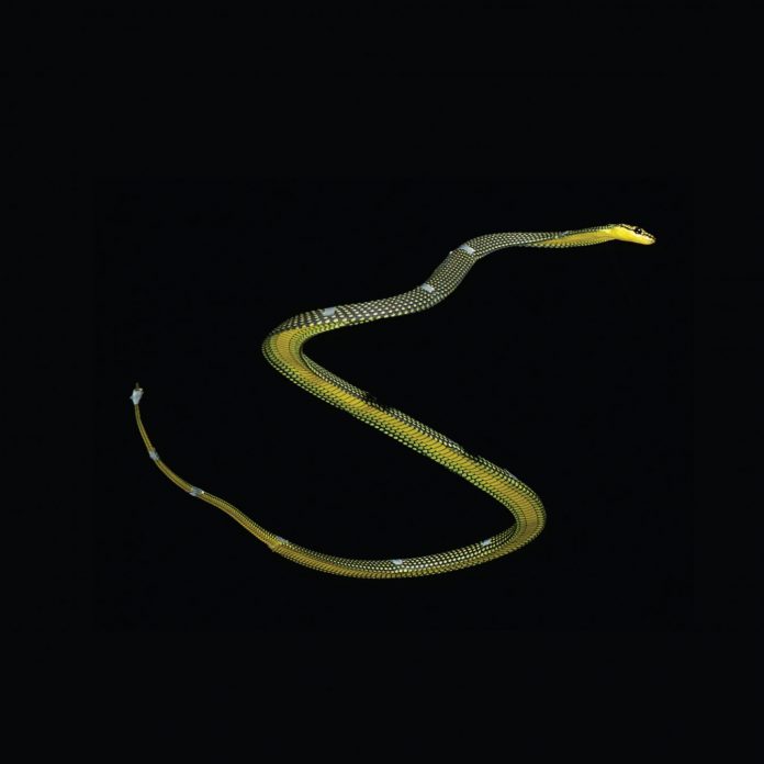 New 3D model shows how the paradise tree snake uses aerial undulation to fly
