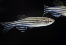 Tech: Casting a wider net: New system measures brain activity of several zebrafish concurrently Casting a wider net: New system measures brain activity of several zebrafish concurrently