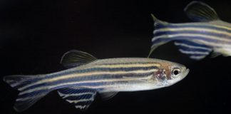 Tech: Casting a wider net: New system measures brain activity of several zebrafish concurrently Casting a wider net: New system measures brain activity of several zebrafish concurrently