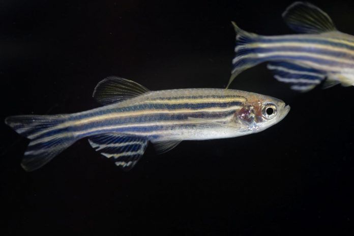 Casting a wider net: New system measures brain activity of several zebrafish concurrently