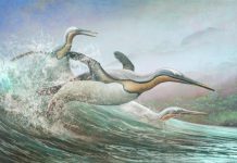 New Zealand’s ancient monster penguins had northern hemisphere doppelgangers (Study) New Zealand's ancient monster penguins had northern hemisphere doppelgangers