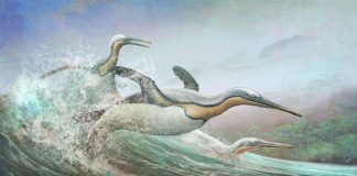 New Zealand’s ancient monster penguins had northern hemisphere doppelgangers (Study) New Zealand's ancient monster penguins had northern hemisphere doppelgangers