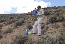 Researchers look for answers as to why western bumblebees are declining (Study) Researchers look for answers as to why western bumblebees are declining