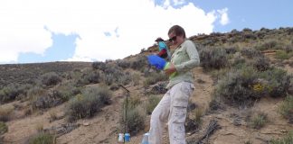 Researchers look for answers as to why western bumblebees are declining (Study) Researchers look for answers as to why western bumblebees are declining