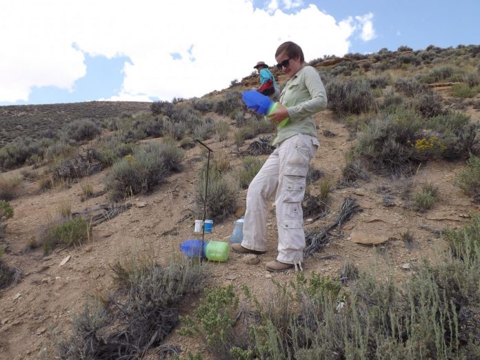 Researchers look for answers as to why western bumblebees are declining