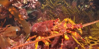 Atmospheric: Research reveals fishing pressures affect tropical and temperate reefs differentl Research reveals fishing pressures affect tropical and temperate reefs differentl