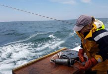 Maryland offshore wind farm could become stop-over for migrating sturgeon, striped bass (Study) Maryland offshore wind farm could become stop-over for migrating sturgeon, striped bass