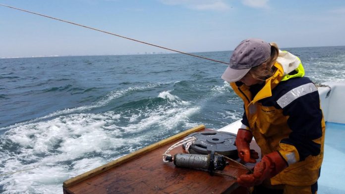 Maryland offshore wind farm could become stop-over for migrating sturgeon, striped bass